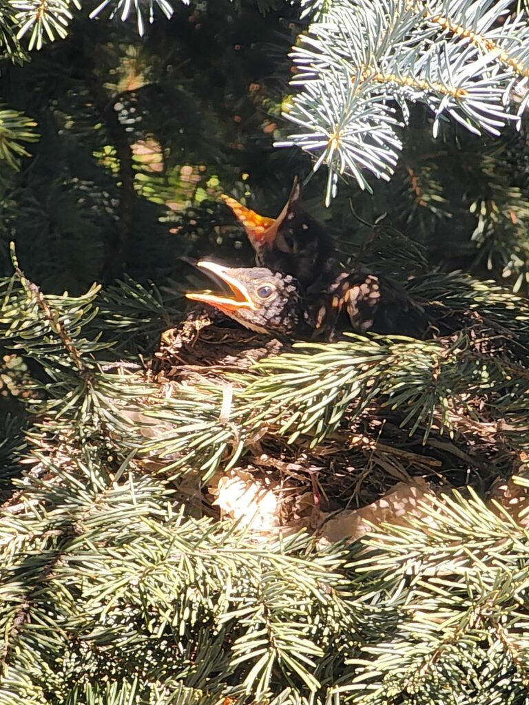 Our adopted nest of baby birds bring joy and a reminder of our mission.